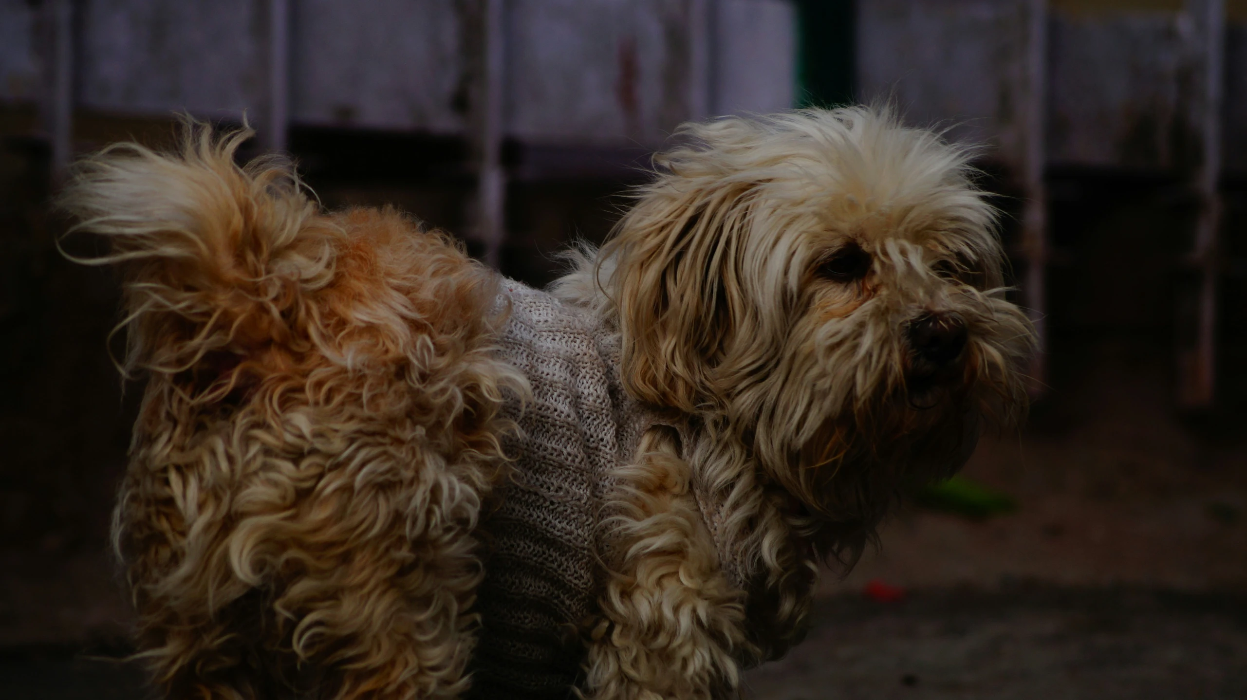 a dog is wearing a grey sweater