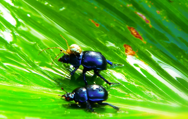 three small blue bugs on a green leaf