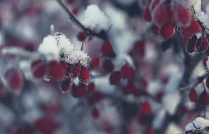 a bunch of berry bushes are covered in snow