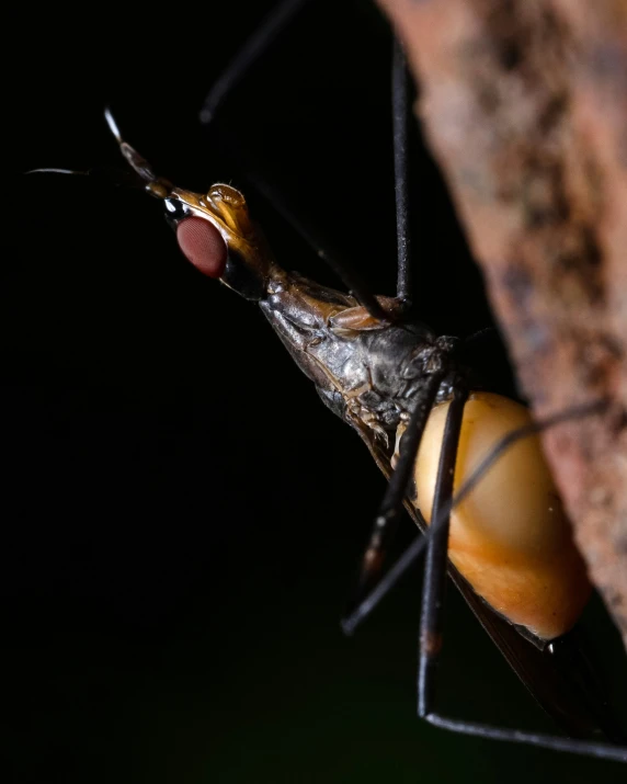 a large insect sitting on the side of a tree trunk