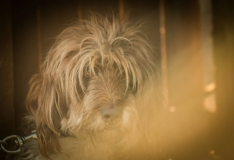 the dog is hiding behind the bars in the room