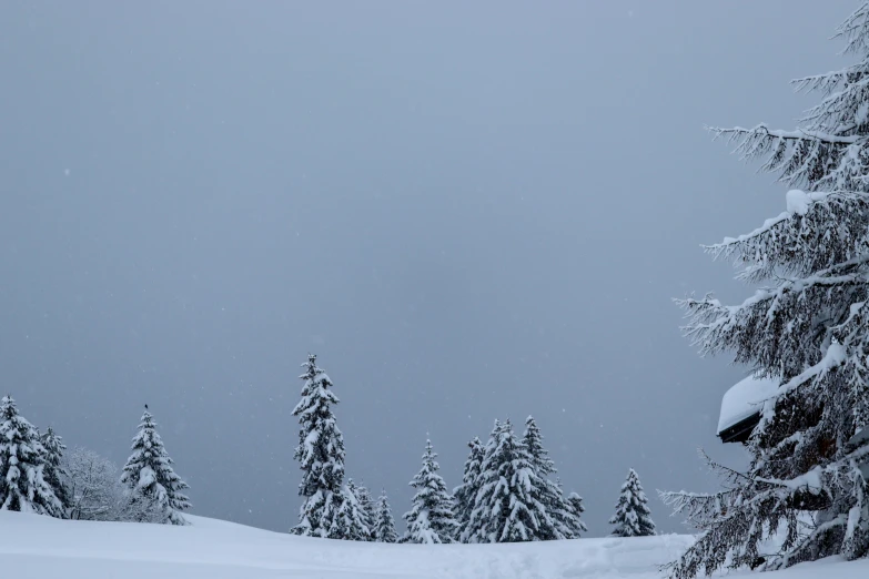 snow - covered trees are visible from a distance in a winter scene