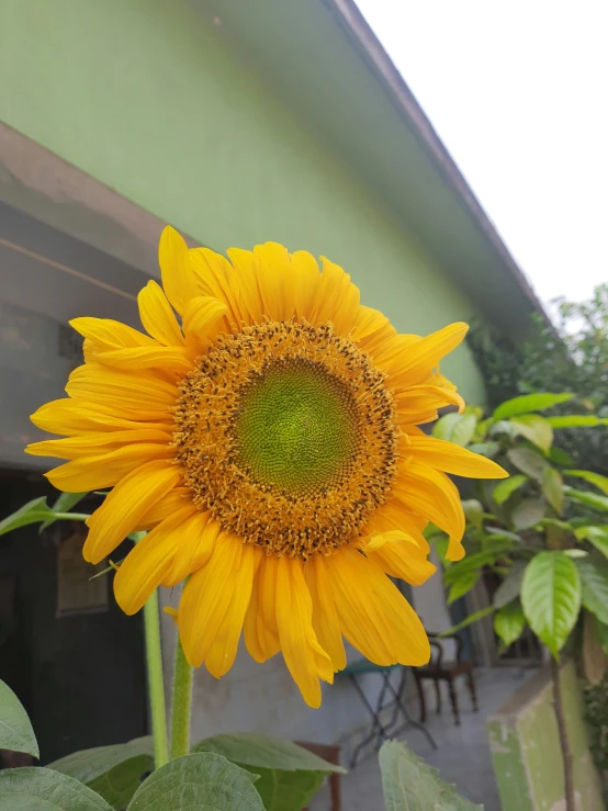 a sunflower with very long stem has a large center