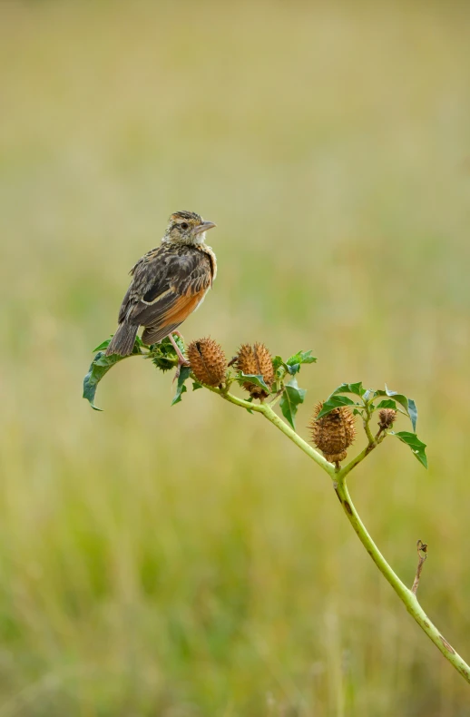 there is a bird that is perched on a plant