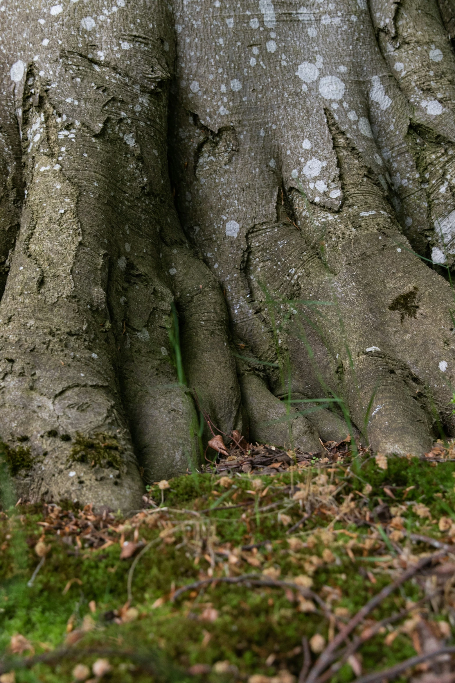 a couple of trees with some moss in front of them