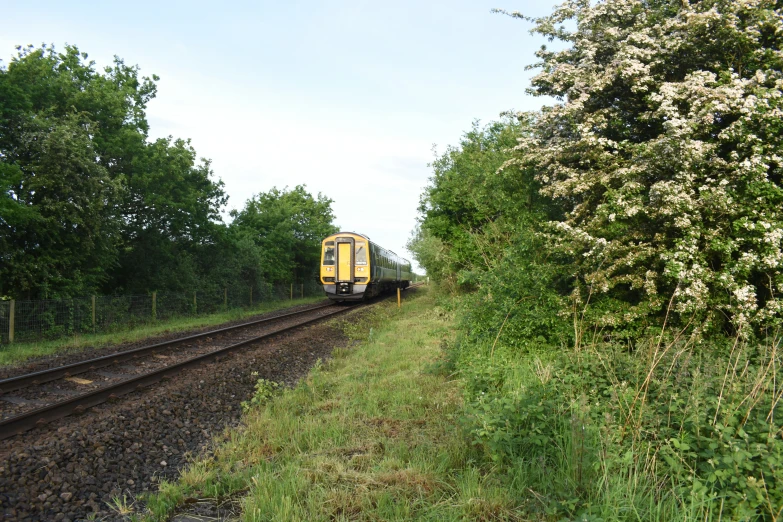 train approaching on track in wooded area with bushes