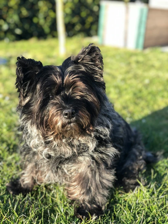 small furry dog sitting in grassy area on a sunny day