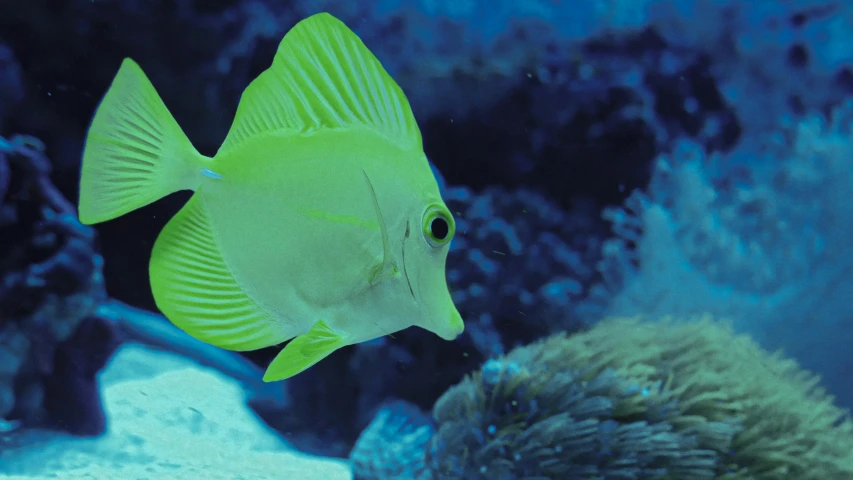 a blue - tinted underwater view shows a variety of colorful, corals and reefs