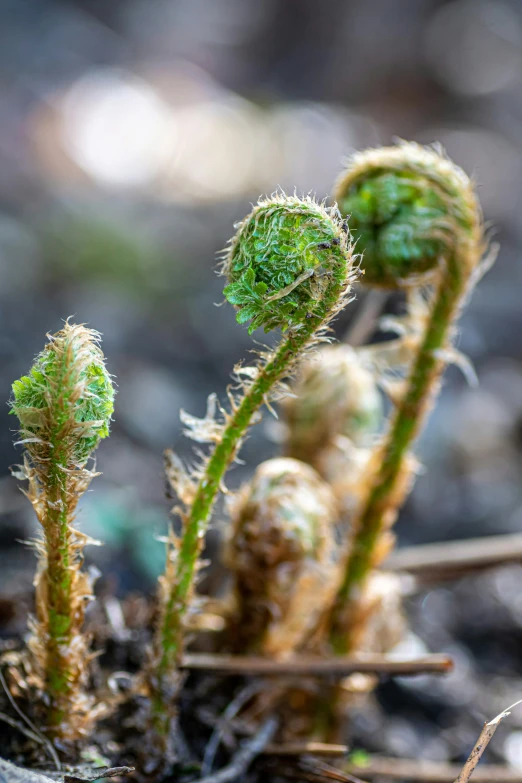 several moss growing out of the ground near dirt