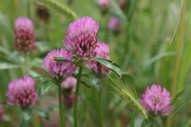 a bunch of pink flowers in a field