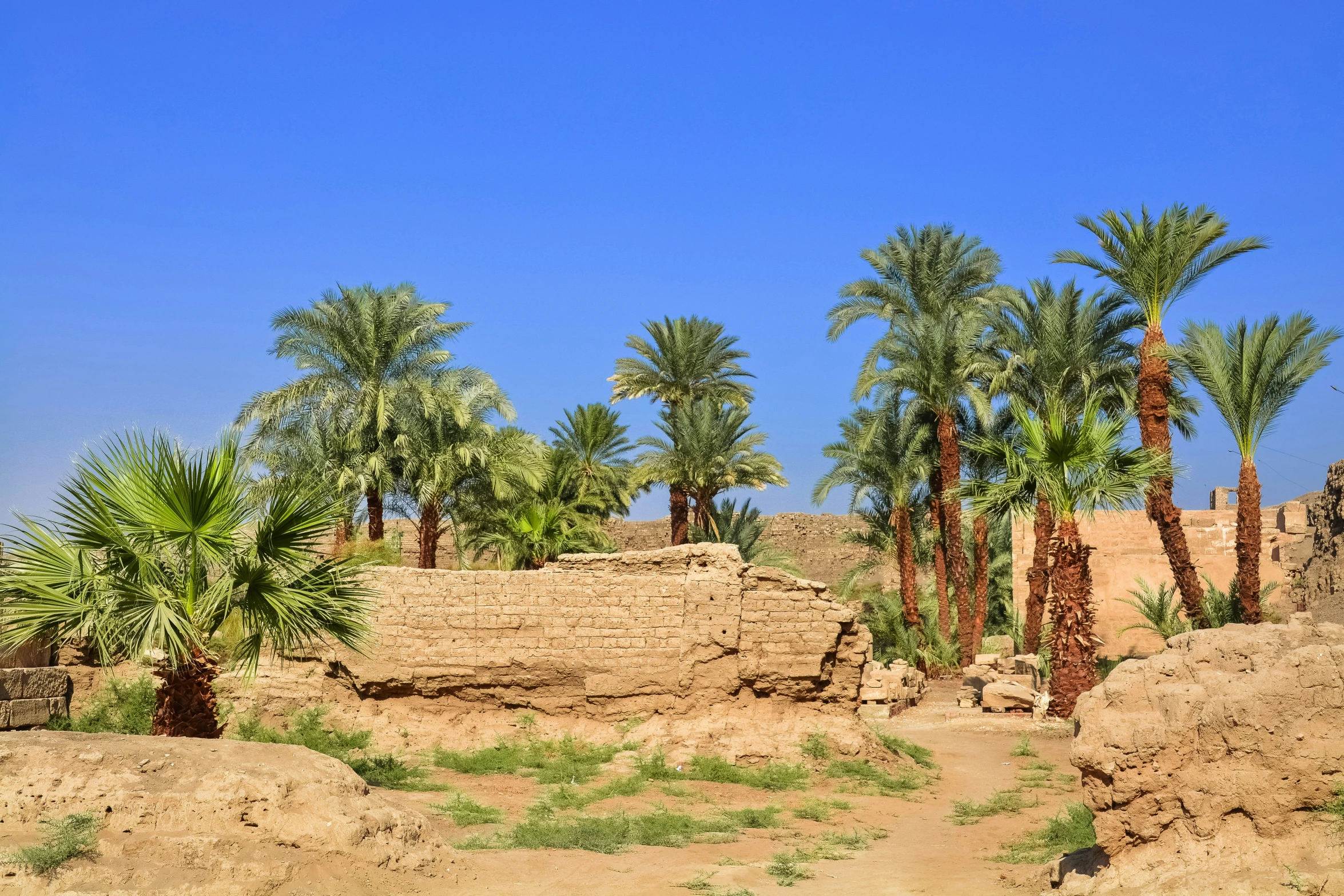 many different trees in a desert area, with a few plants