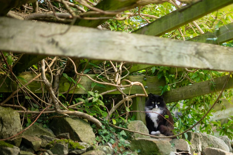 a black and white cat sitting on a wooden bench