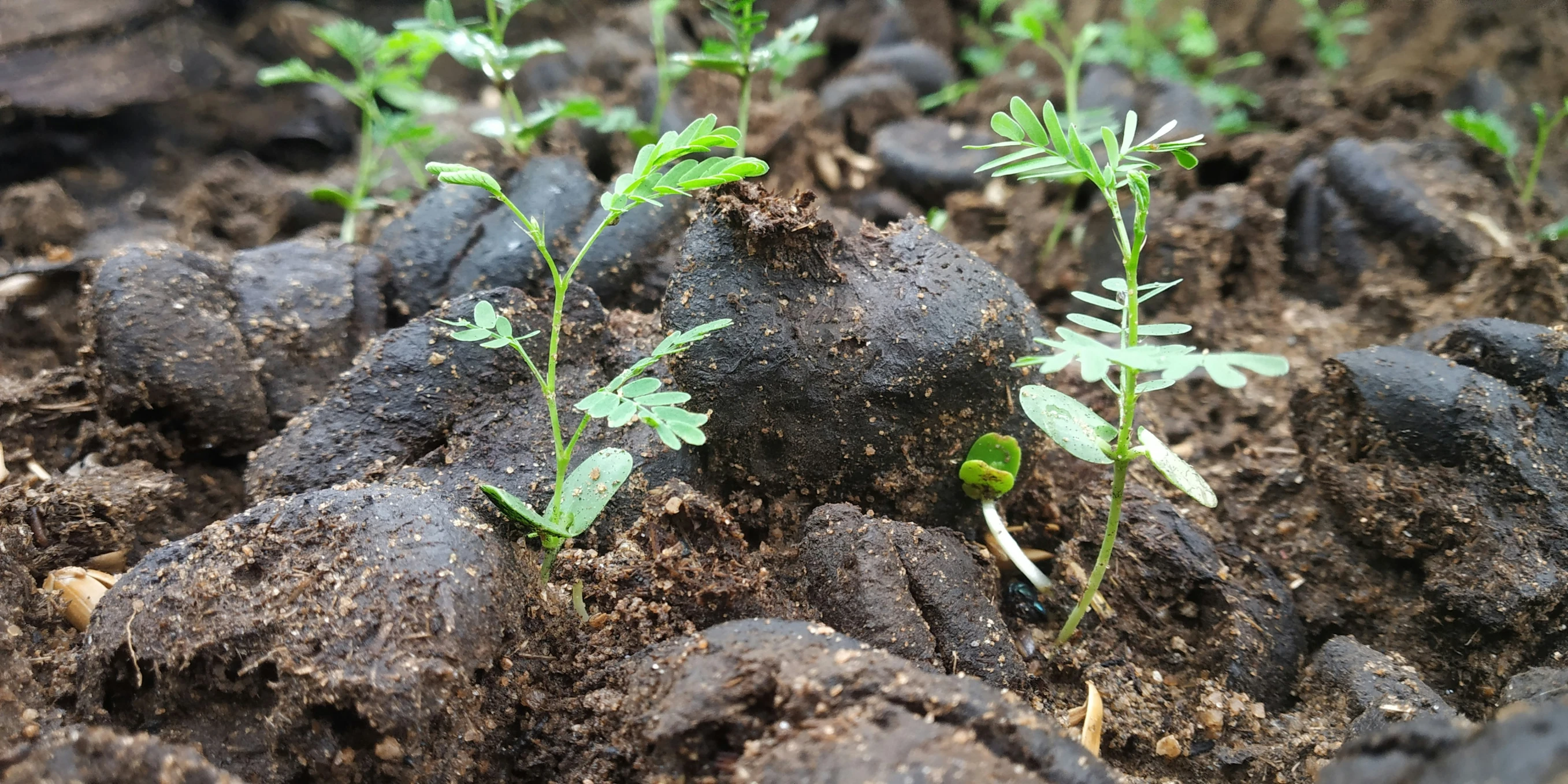 small green plants grow on dirt and stones