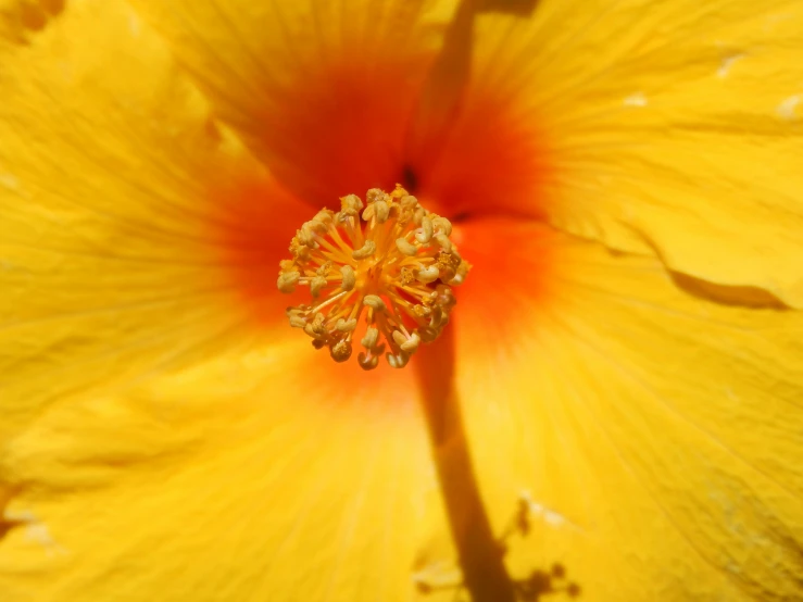 yellow flower with yellow center surrounded by petals