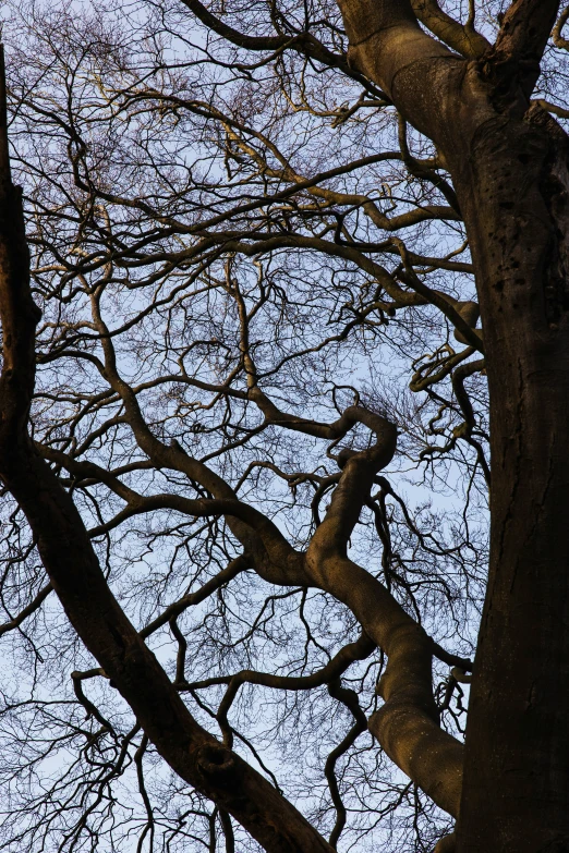 the nches of a large tree without leaves