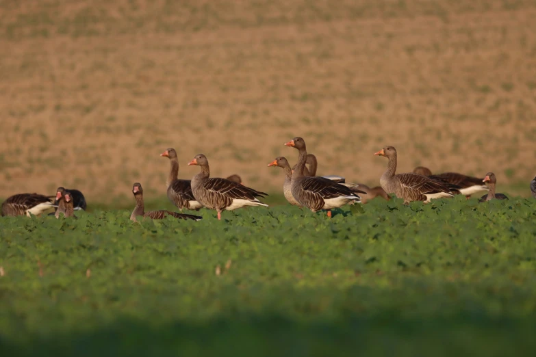 the ducks are gathered together in the field