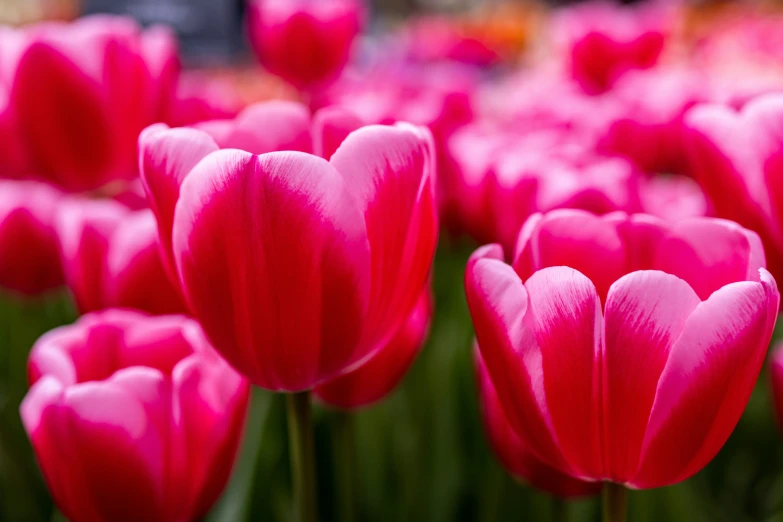 pink flowers that are in the grass