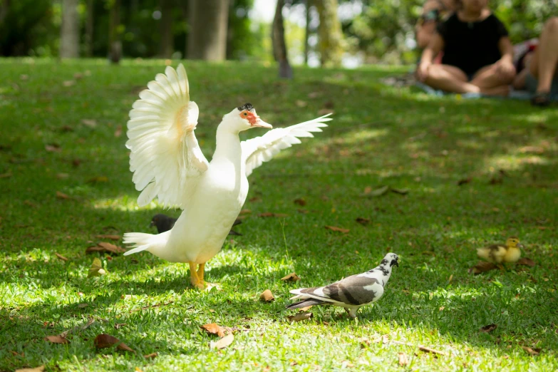 two birds in a park and one is in the air