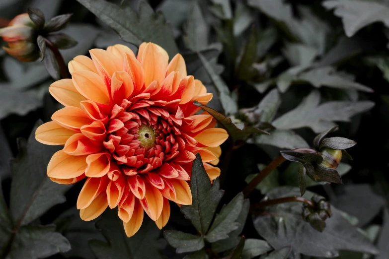 an orange flower is in the middle of foliage