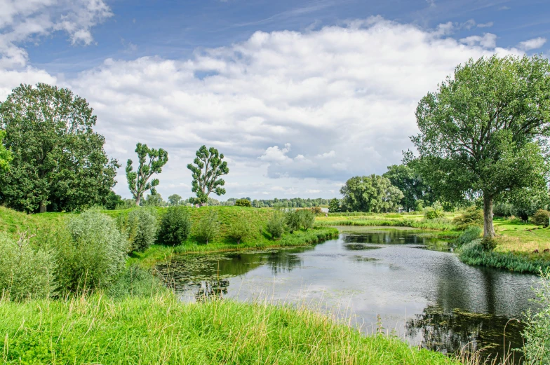 a river with several trees and shrubs in the background