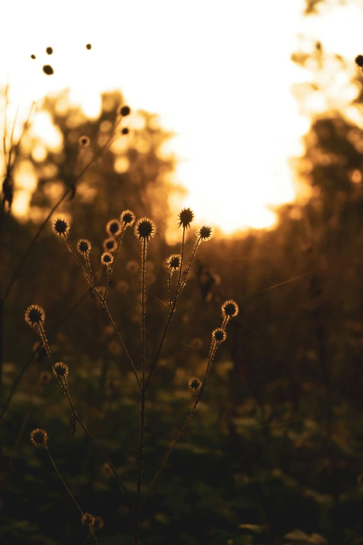 the sun shines through trees in a field