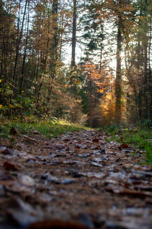 a scenic and colorful walk through a grovey forest