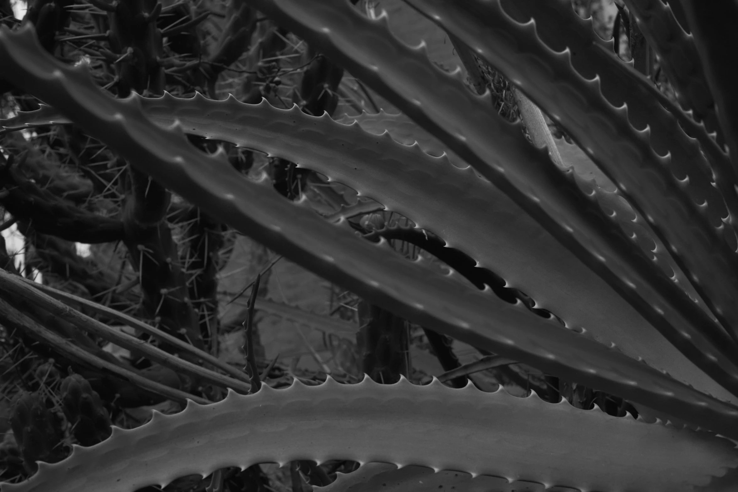 a plant with lots of long leaves in the shade