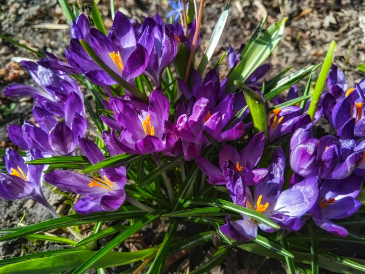 a cluster of purple flowers sits among green stems