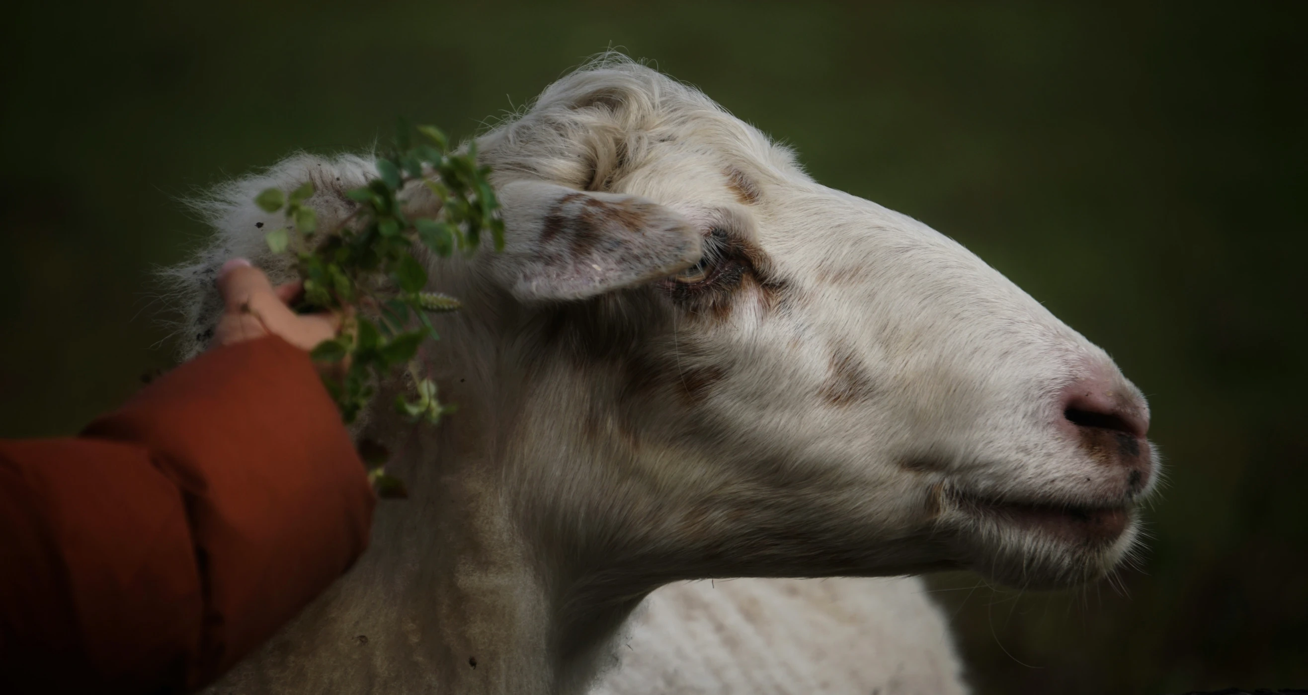a sheep with some leaves on its head