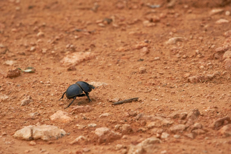 blue bug on dirt ground in wilderness environment