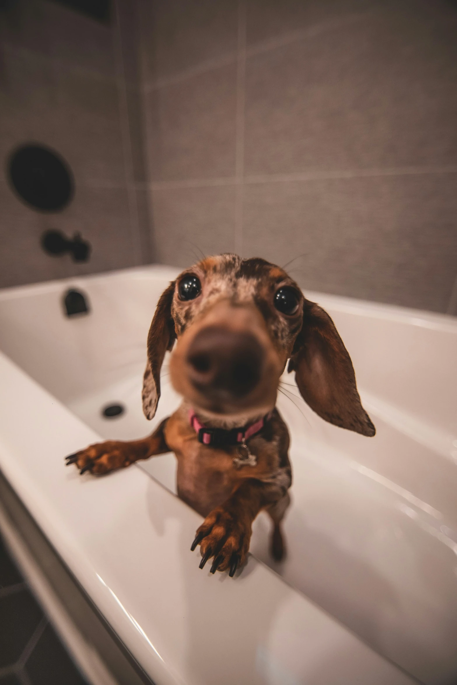 a dog that is sitting in a bath tub