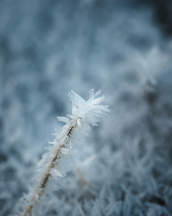 an image of a frozen flower head