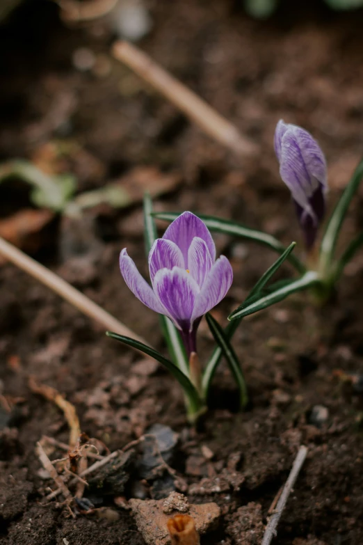 flowers blooming out of the ground surrounded by dirt and grass