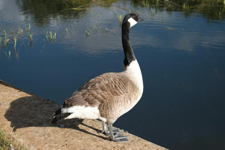 a goose that is standing on some bricks