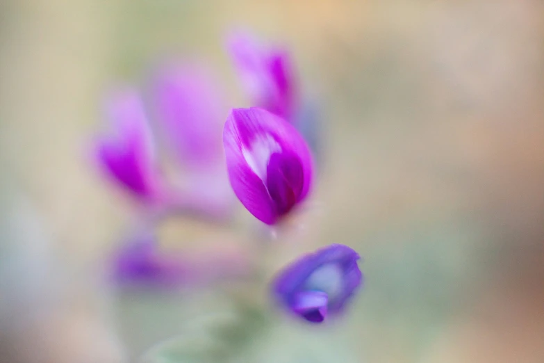 blurred pograph of purple flowers in a green vase