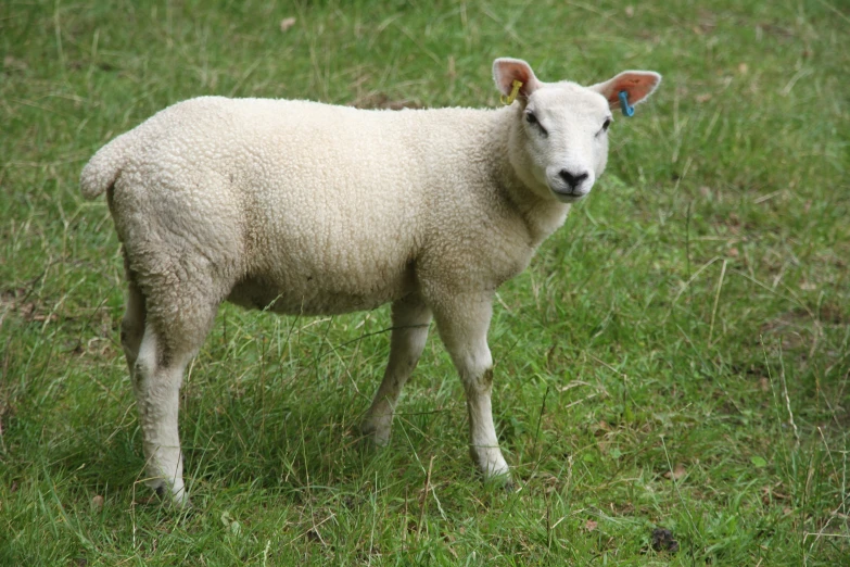 a white sheep standing in a grass field