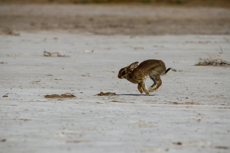 a rabbit running across a sandy ground during the day