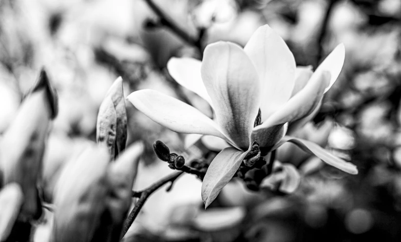 a black and white po of a flower