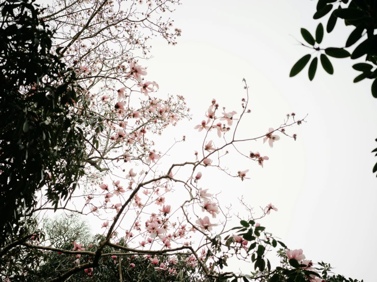 a small pink blossomed tree in bloom near leaves