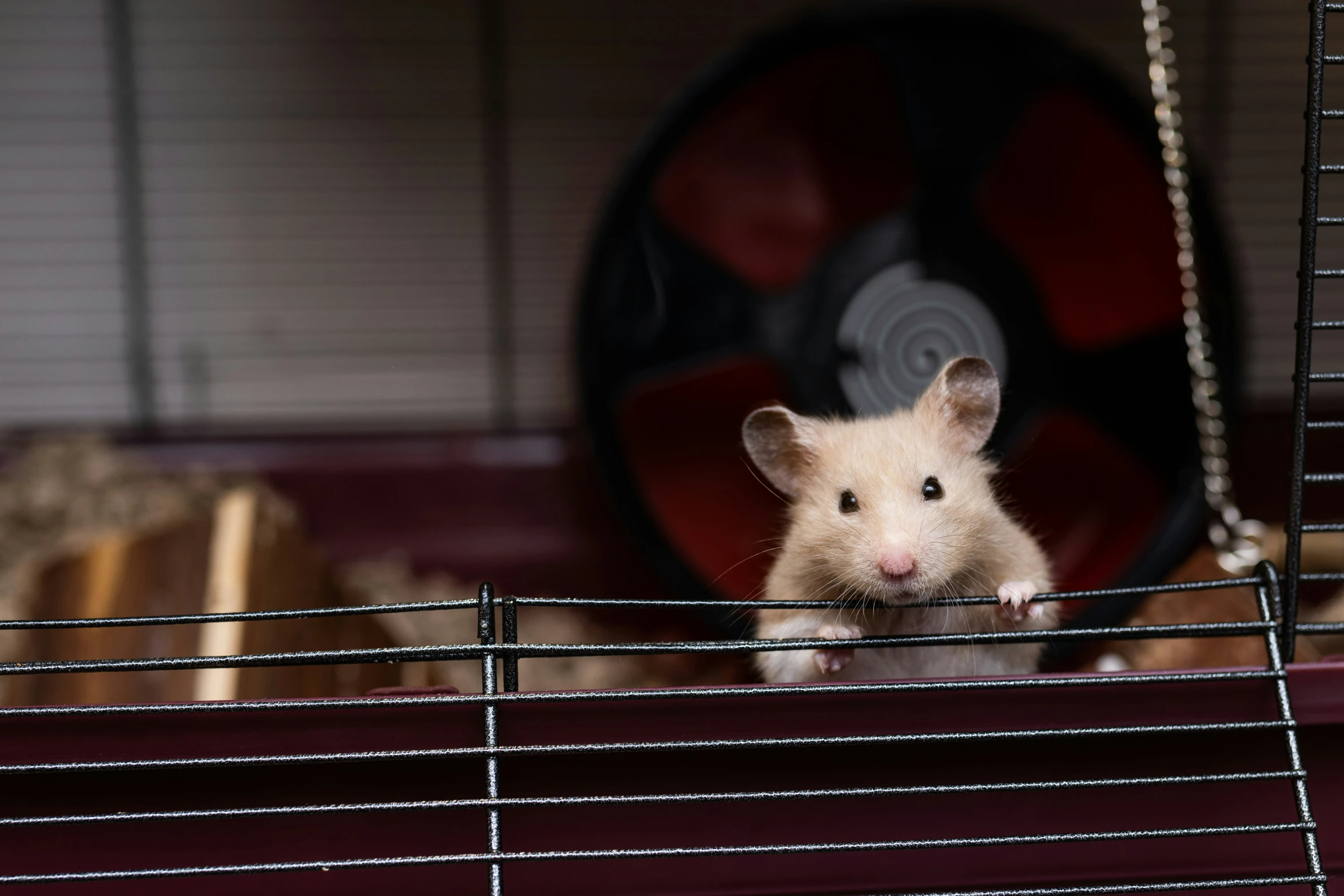 a mouse in a cage looking out of it