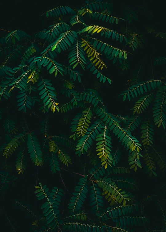 dark green plants are shown in the dark