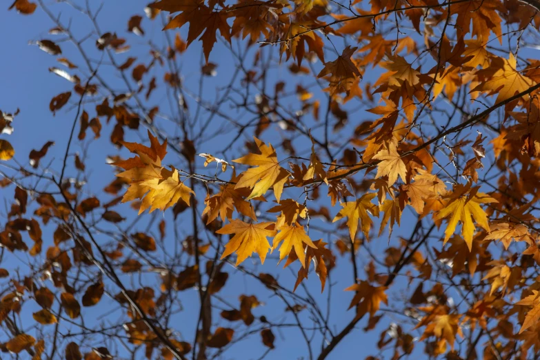 a tree with yellow leaves and the blue sky in the background