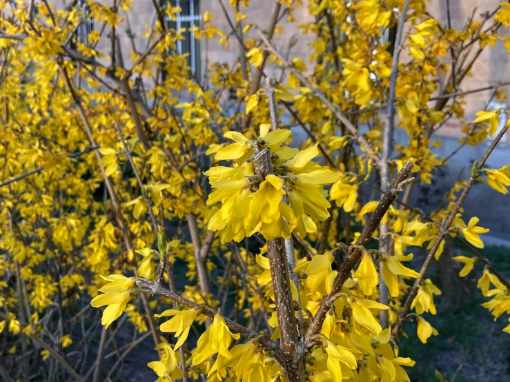 a plant with yellow leaves in front of a building