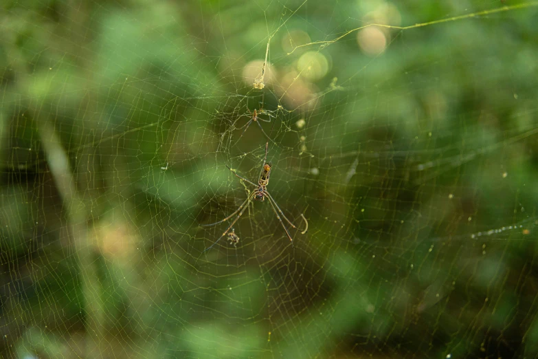 spider's net is hanging from the side of it