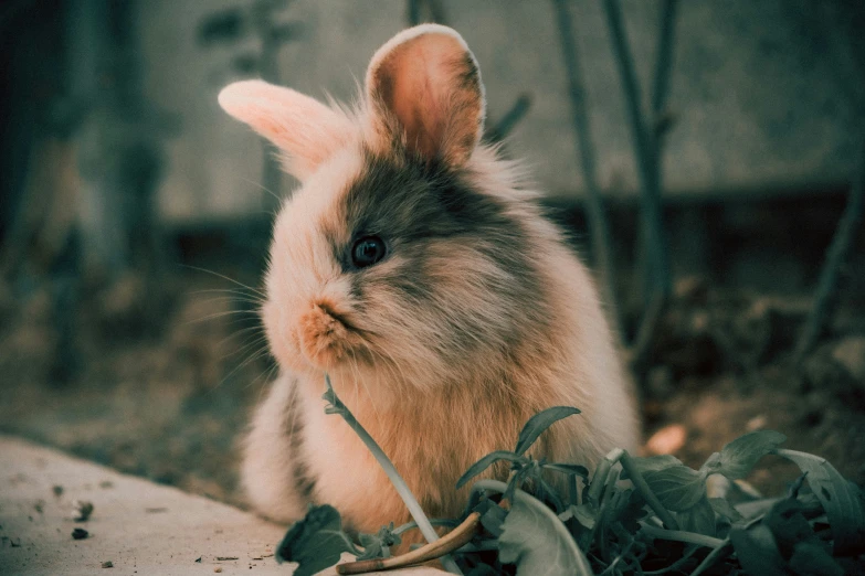 a little bunny is playing with some leaves