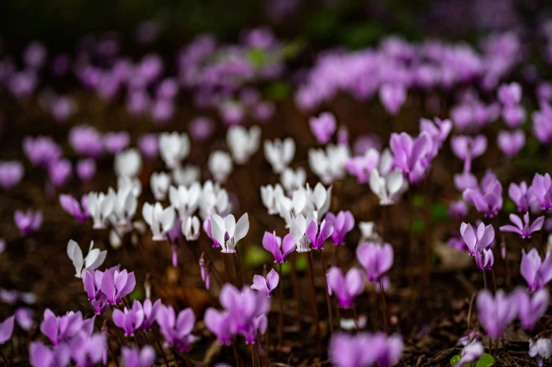 purple and white flower on the ground