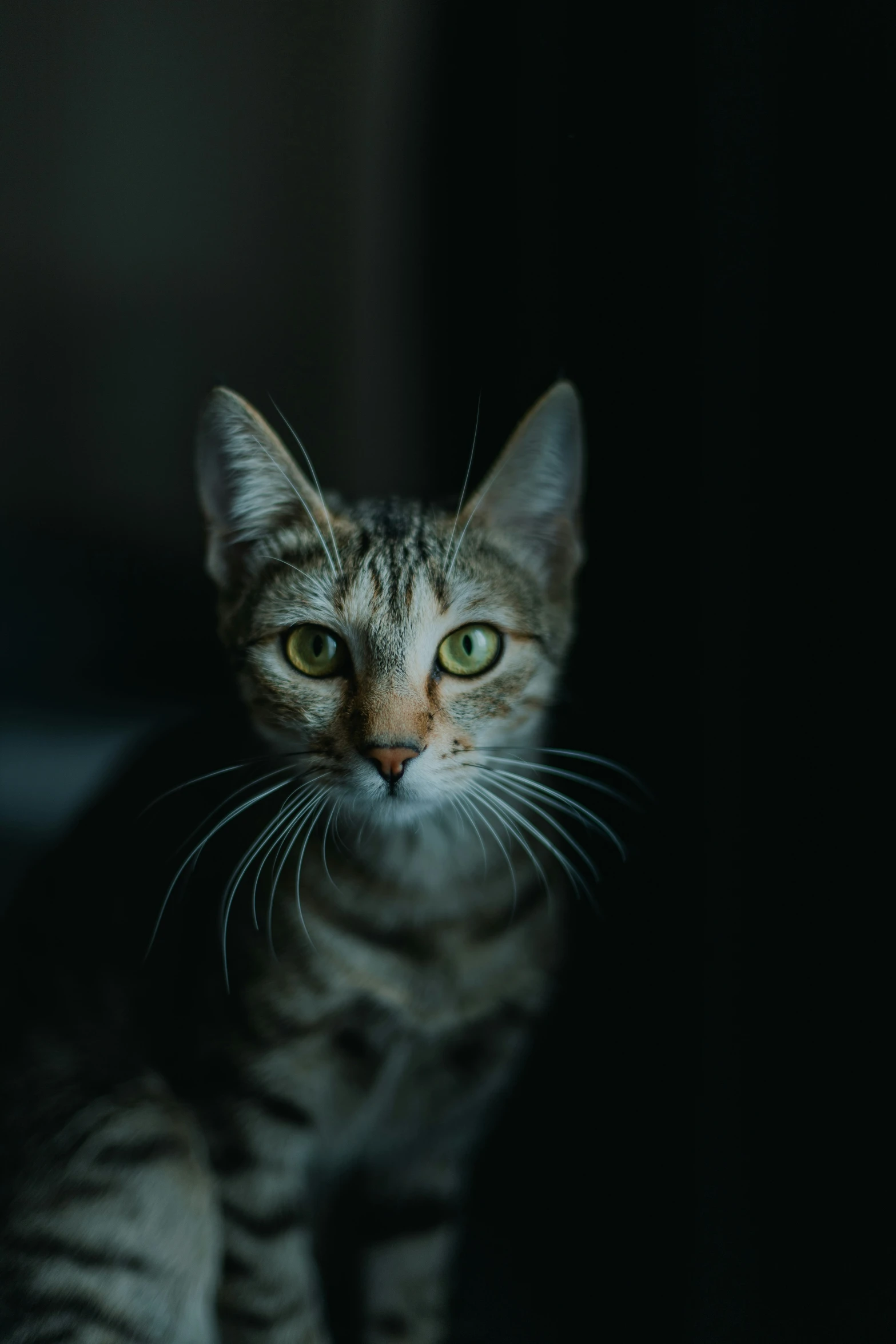 a gray and white cat is sitting down