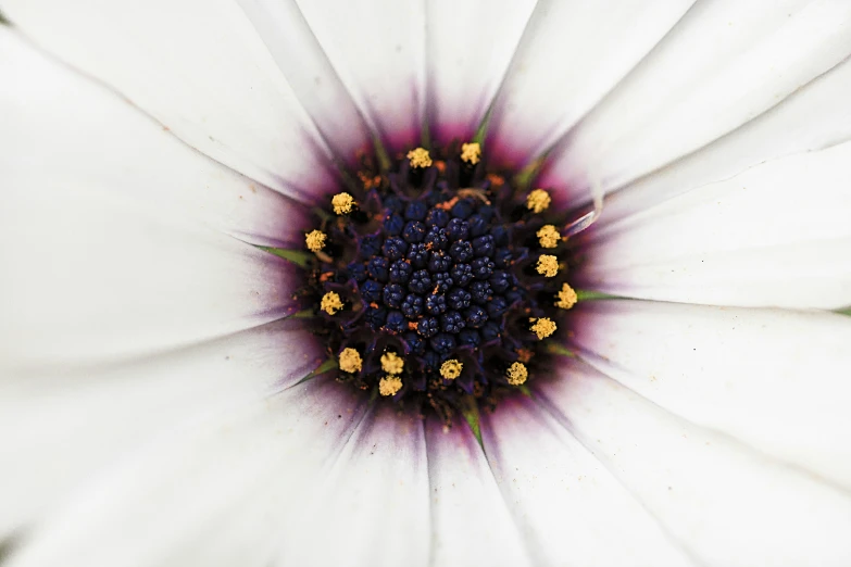 a closeup view of a white flower with many tiny yellow and white flowers