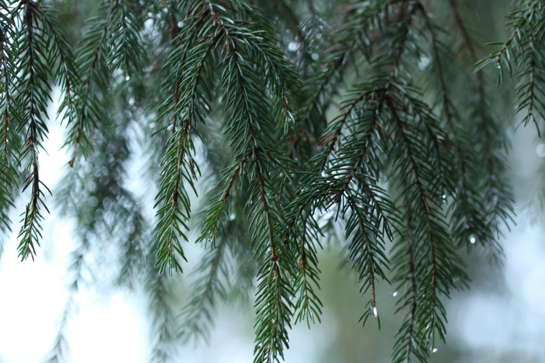 some green leaves are hanging from the nches