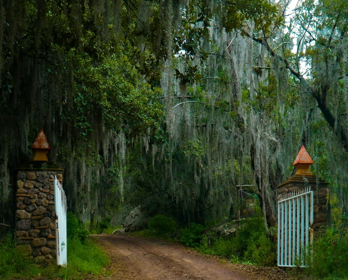 dirt path between two stone gates with moss growing on trees